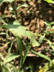 Cletomorpha benita