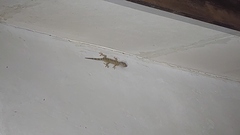 Gekko gecko