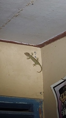 Gekko gecko