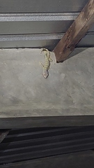 Gekko gecko