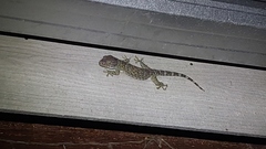 Gekko gecko