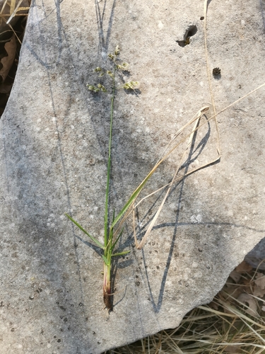 Anthoxanthum australe (Anthoxanthum australe)
