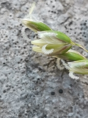 Anthoxanthum australe