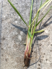 Anthoxanthum australe