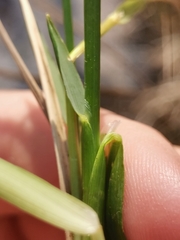 Anthoxanthum australe