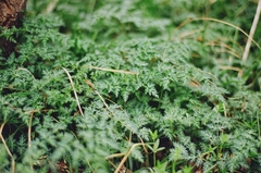 Changium smyrnioides
