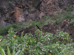 Turdus merula cabrerae