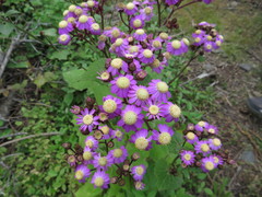 Pericallis echinata image