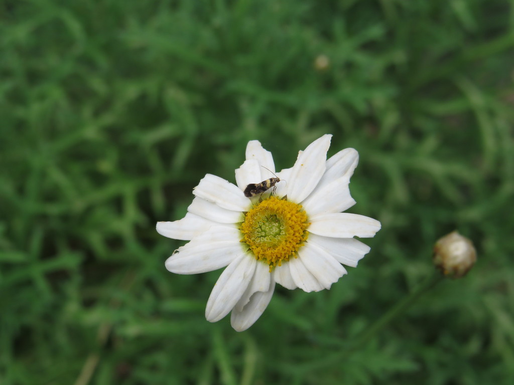 Chrysoesthia boseae