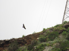 Buteo buteo insularum