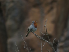 Erithacus rubecula superbus