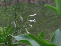 Vicia aphylla