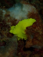 Notodoris citrina