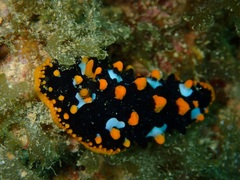 Phyllidiidae
