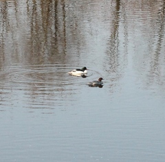 Mergus merganser