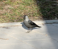 Corvus monedula