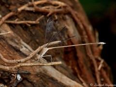 Lestes pallidus