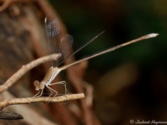 Lestes pallidus