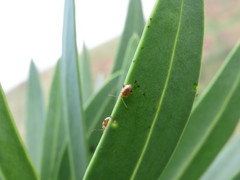 Longitarsus kleiniiperda