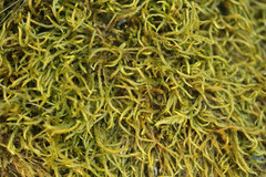 Scleropodium cespitans