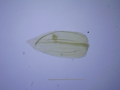 Scleropodium cespitans