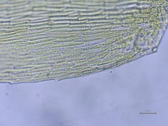 Scleropodium cespitans