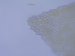 Scleropodium cespitans