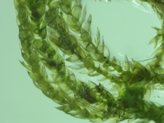 Scleropodium cespitans