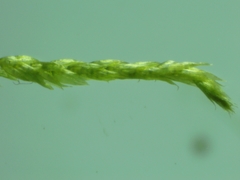 Scleropodium cespitans