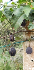 Passiflora adenopoda
