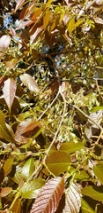 Ulmus mexicana