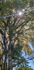 Ulmus mexicana