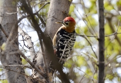 Dendrocopos hyperythrus