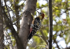 Dendrocopos hyperythrus