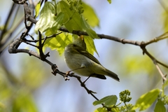 Phylloscopus proregulus