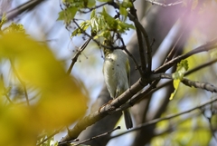 Phylloscopus proregulus