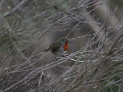 Erithacus rubecula superbus