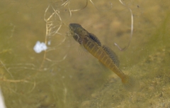 Micropercops swinhonis