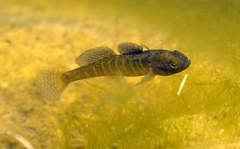 Micropercops swinhonis