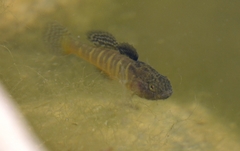 Micropercops swinhonis