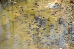 Bufo gargarizans