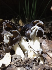 Helvella monachella
