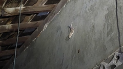 Gekko gecko