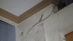 Gekko gecko