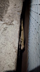 Gekko gecko