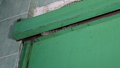 Gekko gecko