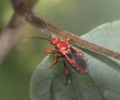 Ectrychotes comottoi