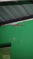 Gekko gecko