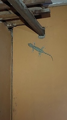 Gekko gecko