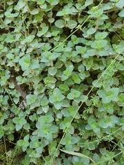 Leptostigma breviflorum